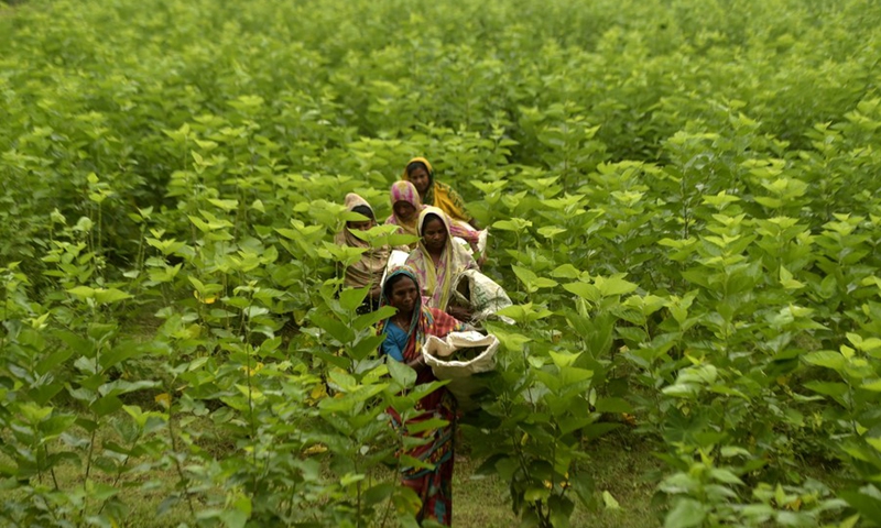 Photo taken on Nov. 15, 2021 in Manikganj, Bangladesh shows a scene in the local harvesting season, with workers plucking mulberry leaves at a silkworm farm.(Photo: Xinhua)