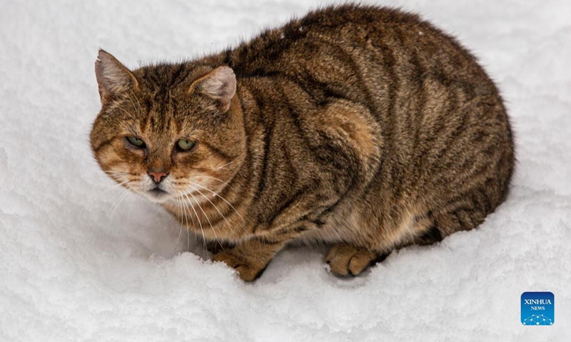 A cat is seen in the snow in Riga, Latvia, Dec. 1, 2021.(Photo: Xinhua)