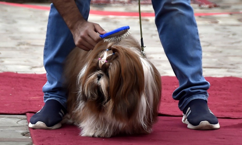 A man brushes his dog during a pet show in Peshawar, Pakistan, on Dec. 7, 2021.(Photo: Xinhua)