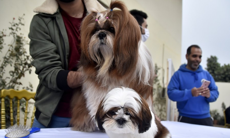 Dogs are seen during a pet show in Peshawar, Pakistan, on Dec. 7, 2021.(Photo: Xinhua)