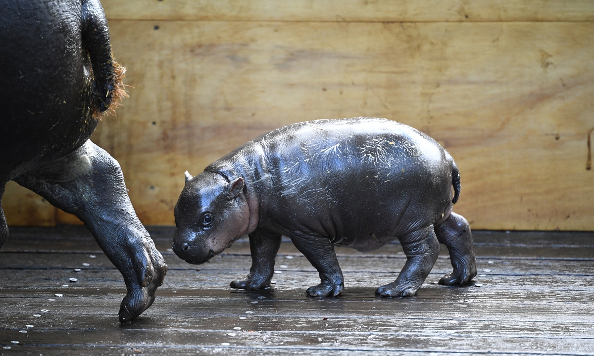 A baby pygmy hippo calf makes its first appearance with its mother at Taronga Zoo on December 9, 2021 in Sydney, Australia. It is the first time the two-week-old female calf has been on display to the public and is expected to become a huge draw card for visitors to the zoo. Photo: VCG