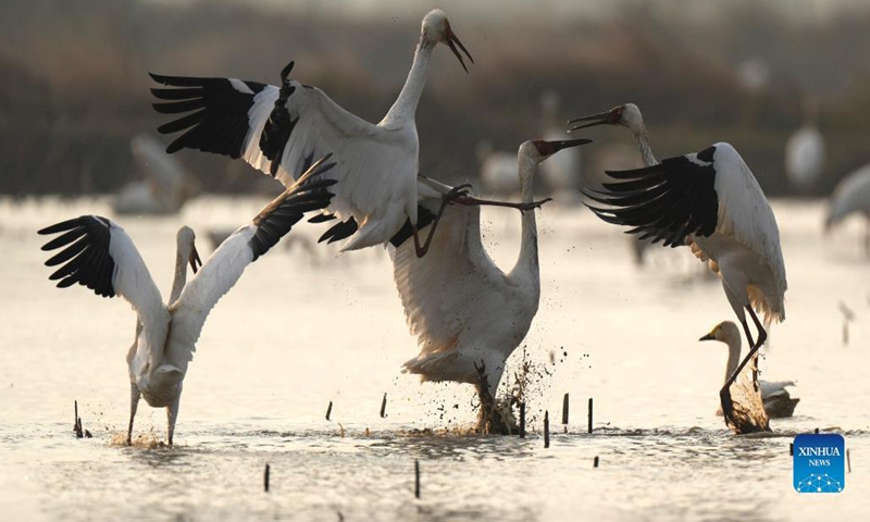 White cranes, swans seen in wetland by Poyang Lake in E China's Jiangxi ...