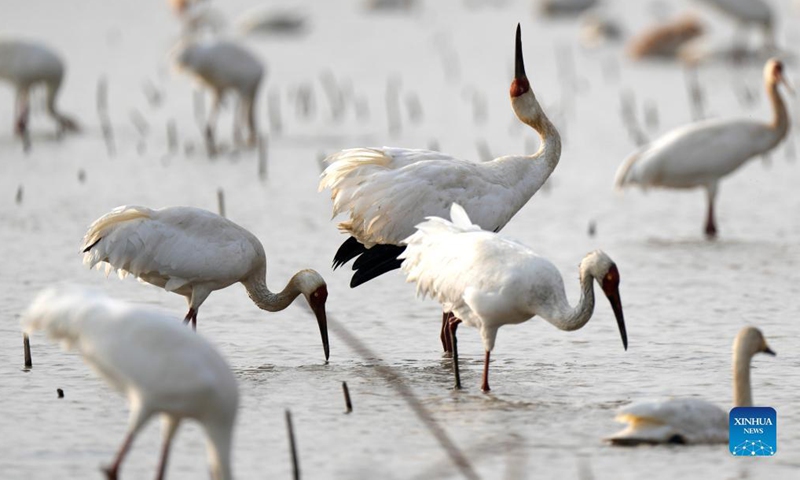 White Cranes, Swans Seen In Wetland By Poyang Lake In E China's Jiangxi 