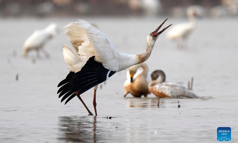 A white crane is seen in the Wuxing white crane conservation area by the Poyang Lake in Nanchang, east China's Jiangxi Province, Dec. 8, 2021. Numerous migratory birds including white cranes and swans have arrived in the wetland by the Poyang Lake, taking it as their winter habitat.Photo:Xinhua