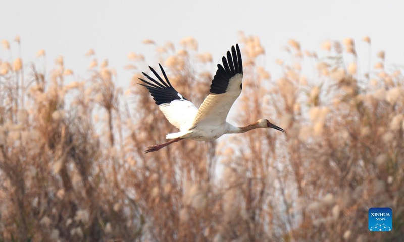 A white crane flies over the Wuxing white crane conservation area by the Poyang Lake in Nanchang, east China's Jiangxi Province, Dec. 8, 2021. Numerous migratory birds including white cranes and swans have arrived in the wetland by the Poyang Lake, taking it as their winter habitat.Photo:Xinhua