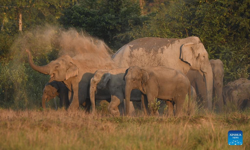 A herd of wild elephants are seen near a village in Nagaon district of Assam, India, Dec 9, 2021.Photo:Xinhua