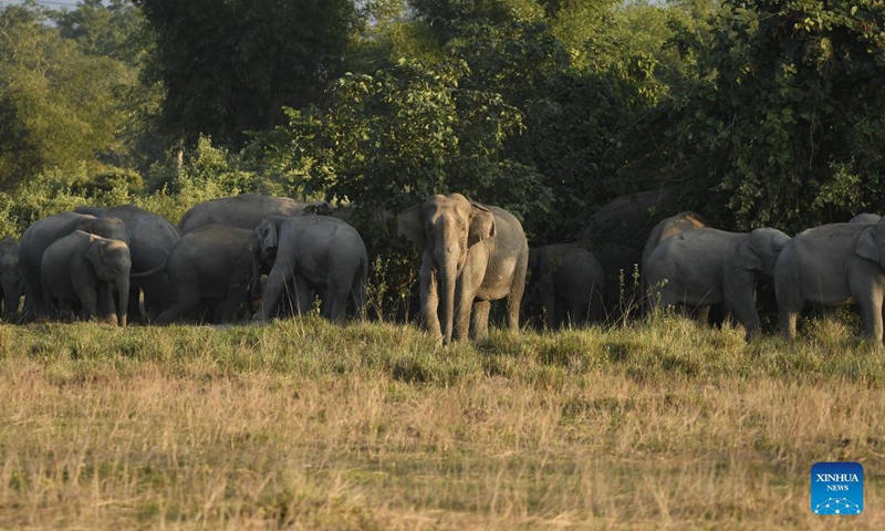 A herd of wild elephants are seen near a village in Nagaon district of Assam, India, Dec 9, 2021.Photo:Xinhua