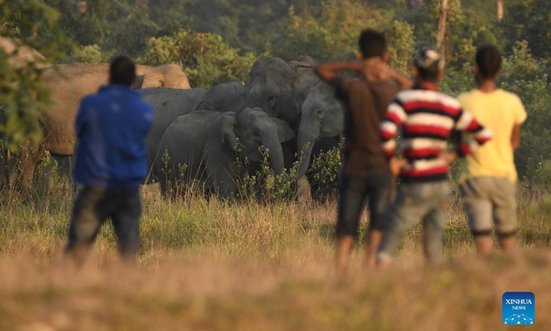 A herd of wild elephants are seen near a village in Nagaon district of Assam, India, Dec 9, 2021.Photo:Xinhua