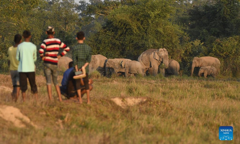 A herd of wild elephants are seen near a village in Nagaon district of Assam, India, Dec 9, 2021.Photo:Xinhua