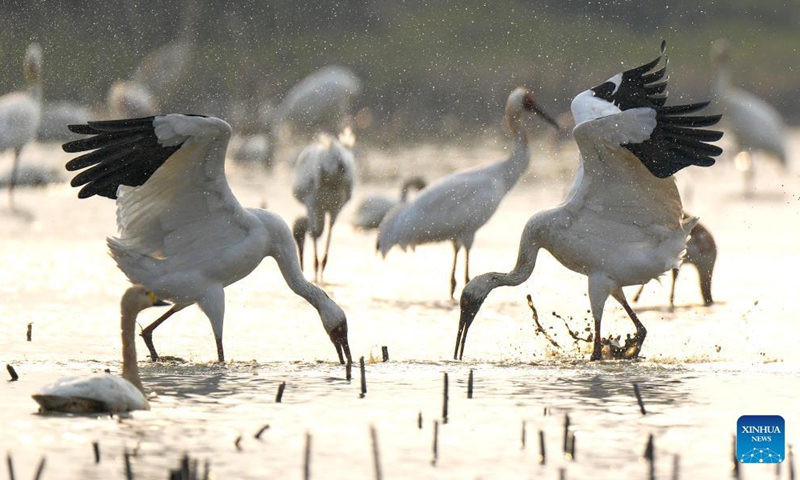 White cranes are seen at the Wuxing white crane conservation area by the Poyang Lake in Nanchang, east China's Jiangxi Province, Dec. 8, 2021. Numerous migratory birds including white cranes and swans have arrived in the wetland by the Poyang Lake, taking it as their winter habitat.Photo:Xinhua