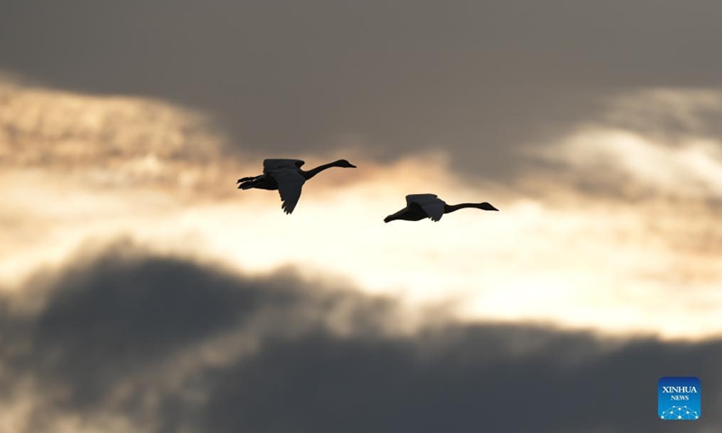 Swans fly over the Wuxing white crane conservation area by the Poyang Lake in Nanchang, east China's Jiangxi Province, Dec. 8, 2021. Numerous migratory birds including white cranes and swans have arrived in the wetland by the Poyang Lake, taking it as their winter habitat.Photo:Xinhua