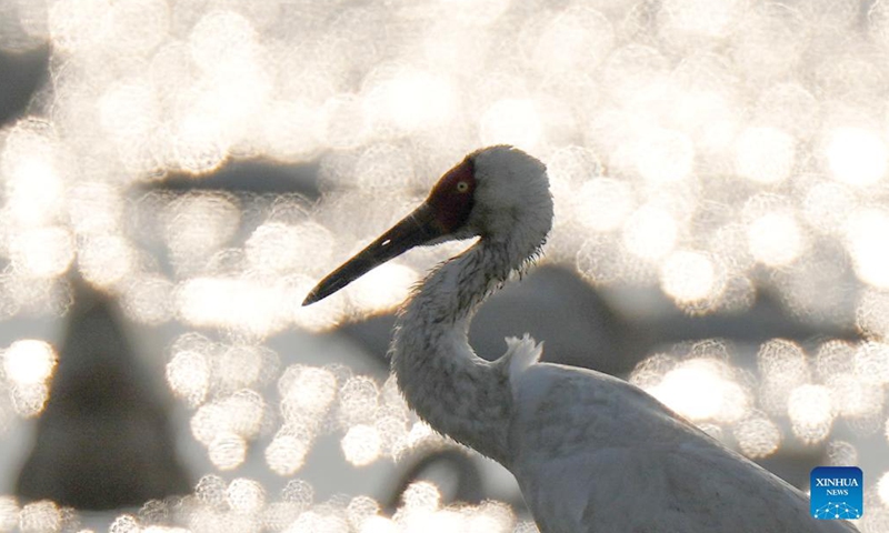 A white crane is seen in the Wuxing white crane conservation area by the Poyang Lake in Nanchang, east China's Jiangxi Province, Dec. 8, 2021. Numerous migratory birds including white cranes and swans have arrived in the wetland by the Poyang Lake, taking it as their winter habitat.Photo:Xinhua