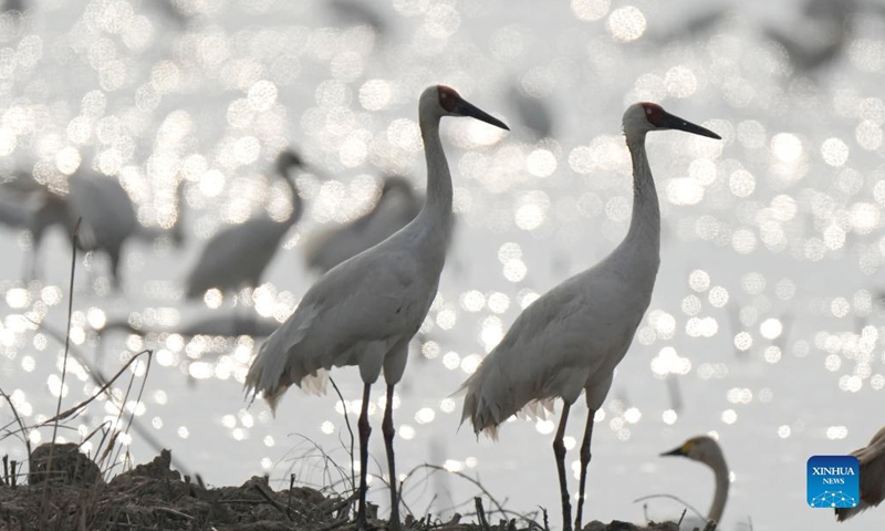 White cranes are seen at the Wuxing white crane conservation area by the Poyang Lake in Nanchang, east China's Jiangxi Province, Dec. 8, 2021. Numerous migratory birds including white cranes and swans have arrived in the wetland by the Poyang Lake, taking it as their winter habitat.Photo:Xinhua