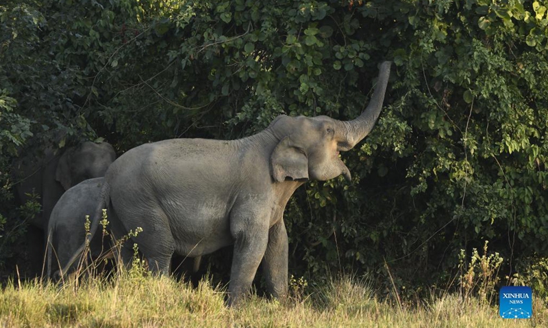 A herd of wild elephants are seen near a village in Nagaon district of Assam, India, Dec 9, 2021.Photo:Xinhua