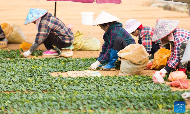 Villagers plant tea seedlings in Ningde, Fujian - Global Times