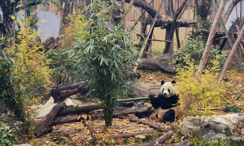 A panda eats bamboo at the Chengdu Research Base of Giant Panda Breeding in Southwest China's Sichuan Province. Photo: Courtesy of Chengdu Research Base of Giant Panda Breeding