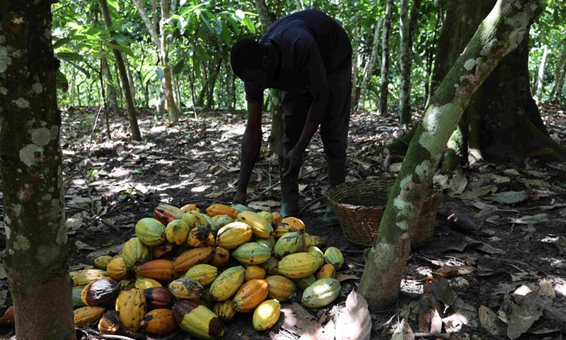 Chinese market offers hope for Ghana's cocoa exports - Global Times