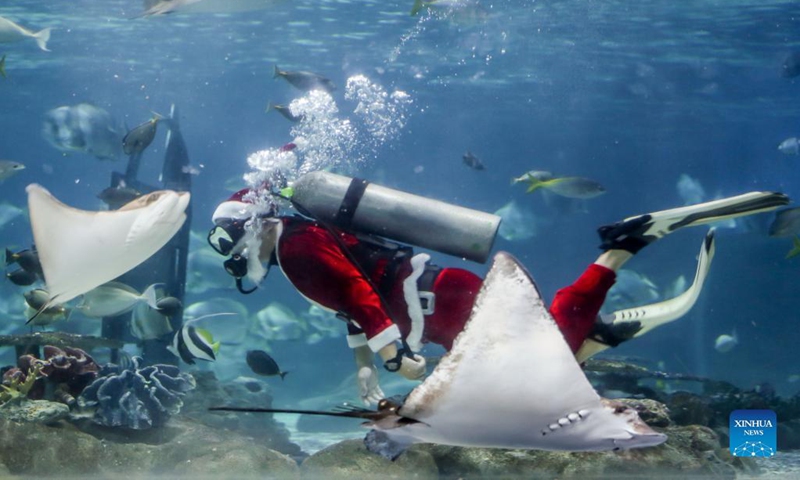 A diver wearing Santa Claus costume swims with marine creatures inside the oceanarium of the Manila Ocean Park in Manila, the Philippines on Dec. 16, 2021.(Photo: Xinhua)