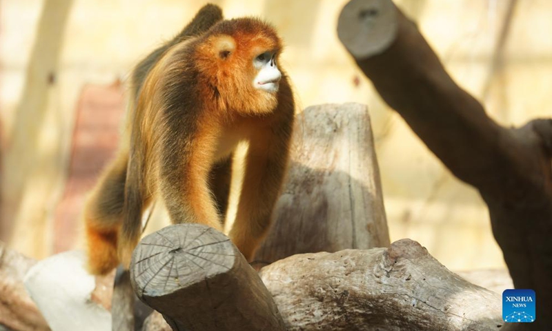 A Sichuan golden snub-nosed monkey is seen at Nantong Forest Safari Park in Nantong City, east China's Jiangsu Province, Dec. 19, 2021.Photo:Xinhua