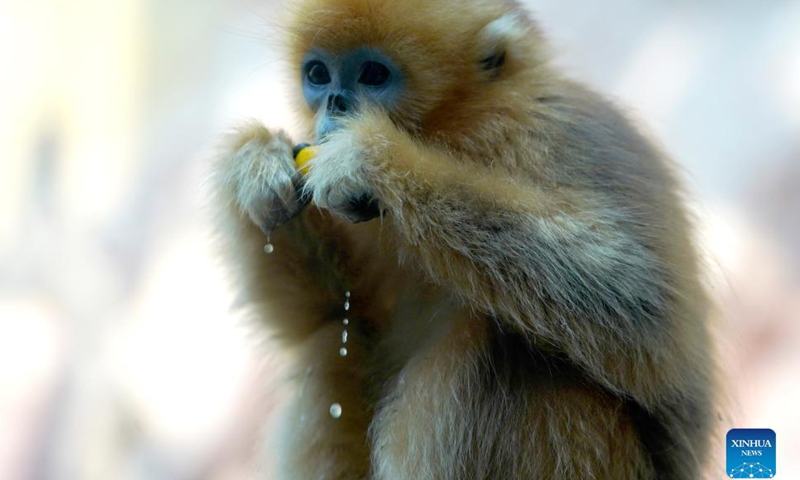 A Sichuan golden snub-nosed monkey is seen at Nantong Forest Safari Park in Nantong City, east China's Jiangsu Province, Dec. 19, 2021.Photo:Xinhua