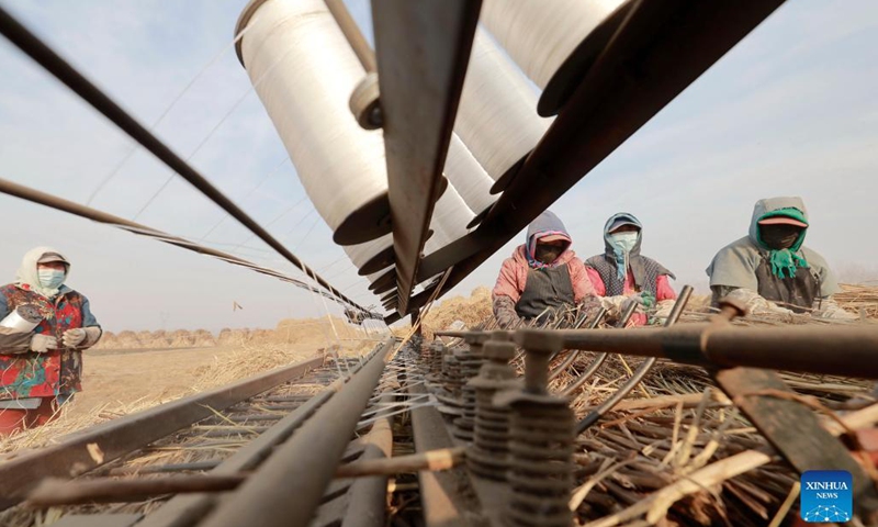 Photo taken on Dec. 21, 2021 shows workers processing rice straw at a processing site in Xige Town, Fengnan district of Tangshan city, north China's Hebei Province. In recent years, local farmers have been guided to recycle straw. Straw previously used as firewood can be put to other uses, such as weaving or papermaking, or to produce organic fertilizer.(Photo: Xinhua)