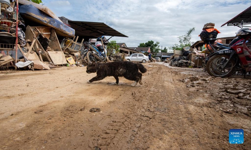 A cat runs on a muddy path after flood hit in Hulu Langat of Selangor state, Malaysia, Dec. 21, 2021. Another nine people have been reported dead, bringing the total deaths due to severe flooding in Malaysia to 17 as of Tuesday, authorities in Selangor state said.(Photo: Xinhua)