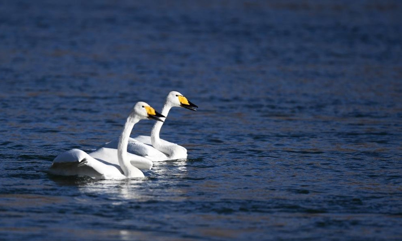 Swans are seen in the Yellow River wetland in Guide County, northwest China's Qinghai Province, Dec. 24, 2021.Photo:Xinhua