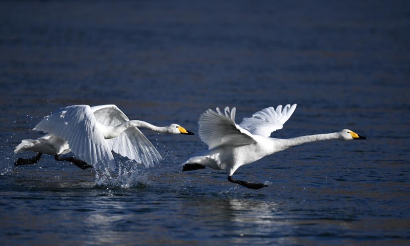 Swans are seen in the Yellow River wetland in Guide County, northwest China's Qinghai Province, Dec. 24, 2021.Photo:Xinhua