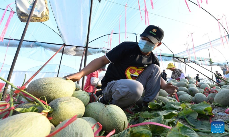 A staff member of a fruit company selects Hami melons in Foluo Town of Ledong County, south China's Hainan Province, Dec. 29, 2021. Over 48,000 mu (about 3,200 hectares) of Hami melons have entered harvest season in Ledong County. (Xinhua/Yang Guanyu)