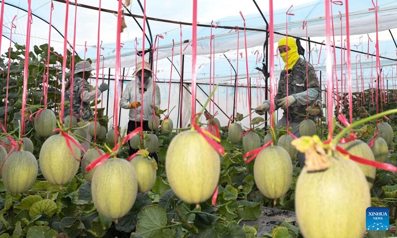 Farmers pick Hami melons in Foluo Town of Ledong County, south China's Hainan Province, Dec. 28, 2021. Over 48,000 mu (about 3,200 hectares) of Hami melons have entered harvest season in Ledong County. (Xinhua/Yang Guanyu)