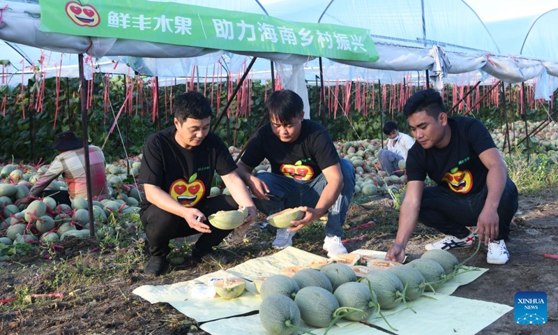 Staff member of a fruit company check the sugariness of Hami melons in Foluo Town of Ledong County, south China's Hainan Province, Dec. 29, 2021. Over 48,000 mu (about 3,200 hectares) of Hami melons have entered harvest season in Ledong County. (Xinhua/Yang Guanyu)