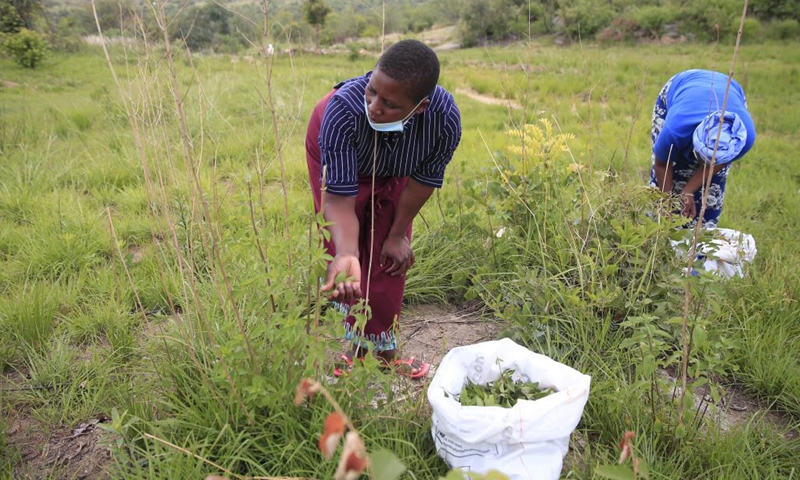 Members of the Women's Farming Syndicate (WFS) pick leaves of Zumbani, or Lippia Javanica by its botanical name, from a bush in Domboshava, Mashonaland East Province, Zimbabwe, on Dec. 21, 2021.(Photo: Xinhua)