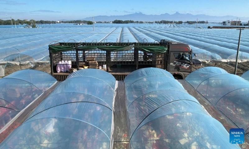 A staff member of a fruit company loads Hami melons onto a truck in Foluo Town of Ledong County, south China's Hainan Province, Dec. 29, 2021. Over 48,000 mu (about 3,200 hectares) of Hami melons have entered harvest season in Ledong County. (Xinhua/Yang Guanyu)