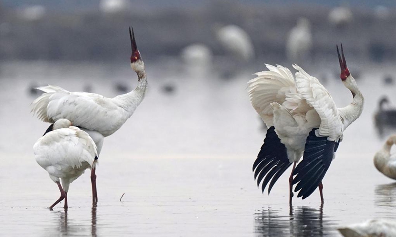 White cranes seen in Nanchang, east China - Global Times