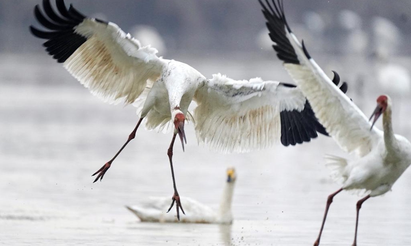 White cranes seen in Nanchang, east China - Global Times