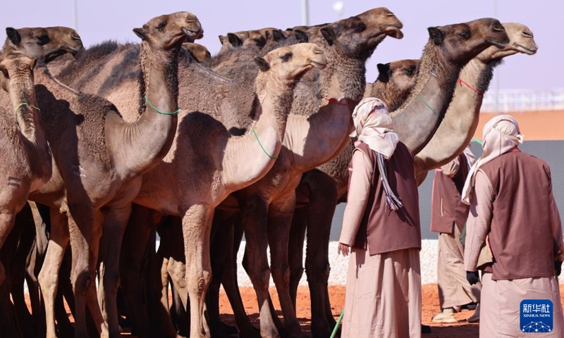 Camels seen during King Abdulaziz Camel Festival in Saudi Arabia