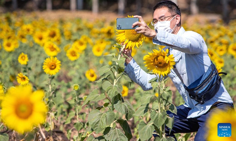 Tourists are seen in sunflower fields in Lopburi, Thailand, Jan. 6, 2022. Lopburi province is famous for a large sunflower plantation in Thailand. From November to January, the golden sunflower fields attract many tourists.Photo:Xinhua