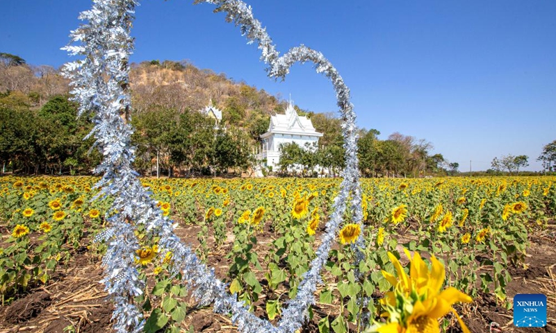 Tourists are seen in sunflower fields in Lopburi, Thailand, Jan. 6, 2022. Lopburi province is famous for a large sunflower plantation in Thailand. From November to January, the golden sunflower fields attract many tourists.Photo:Xinhua