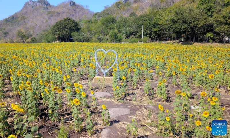 Tourists are seen in sunflower fields in Lopburi, Thailand, Jan. 6, 2022. Lopburi province is famous for a large sunflower plantation in Thailand. From November to January, the golden sunflower fields attract many tourists.Photo:Xinhua