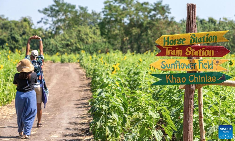 Tourists are seen in sunflower fields in Lopburi, Thailand, Jan. 6, 2022. Lopburi province is famous for a large sunflower plantation in Thailand. From November to January, the golden sunflower fields attract many tourists.Photo:Xinhua