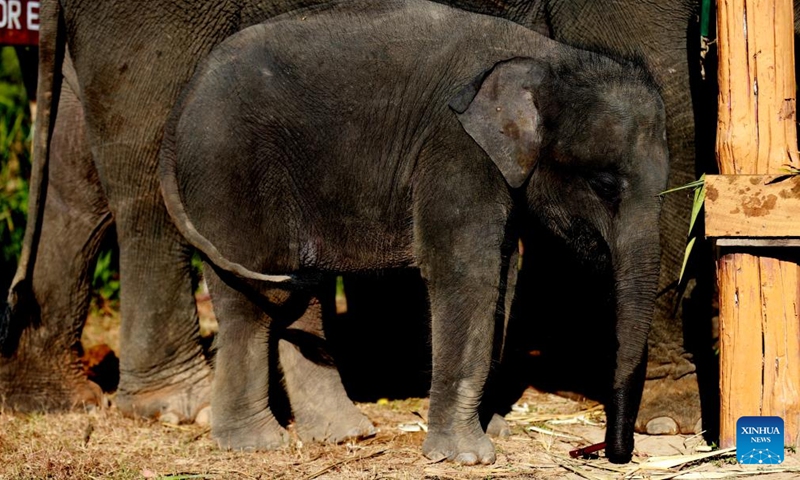 A baby elephant is seen at the Wingabaw Elephant Camp in Bago region, Myanmar, on Jan. 7, 2022.Photo:Xinhua