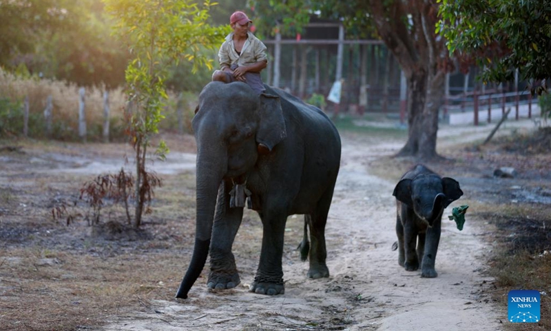 An elephant keeper rides on an elephant at the Wingabaw Elephant Camp in Bago region, Myanmar, on Jan. 7, 2022.Photo:Xinhua