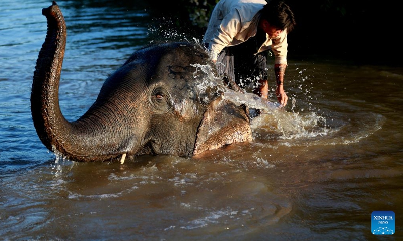 An elephant keeper helps an elephant bathe at the Wingabaw Elephant Camp in Bago region, Myanmar, on Jan. 7, 2022.Photo:Xinhua