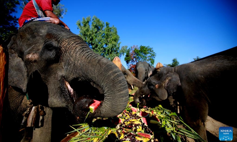 Elephants eat fruit and vegetables at the Wingabaw Elephant Camp in Bago region, Myanmar, on Jan. 7, 2022.Photo:Xinhua