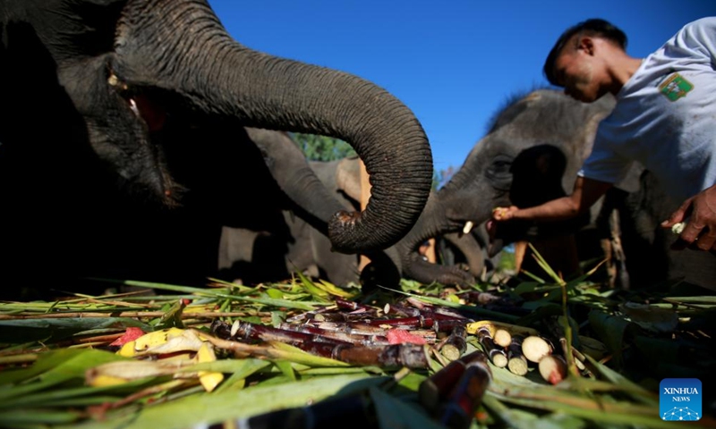 An elephant keeper feeds elephants with various kinds of fruit and vegetables at the Wingabaw Elephant Camp in Bago region, Myanmar, on Jan. 7, 2022.Photo:Xinhua