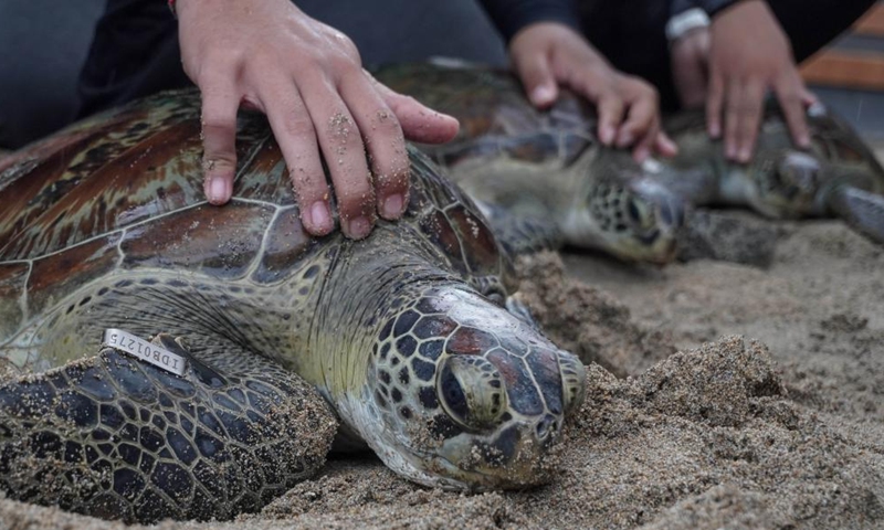 Green sea turtles are to be released to the sea at Kuta beach in Bali, Indonesia, Jan. 8, 2022.Photo:Xinhua