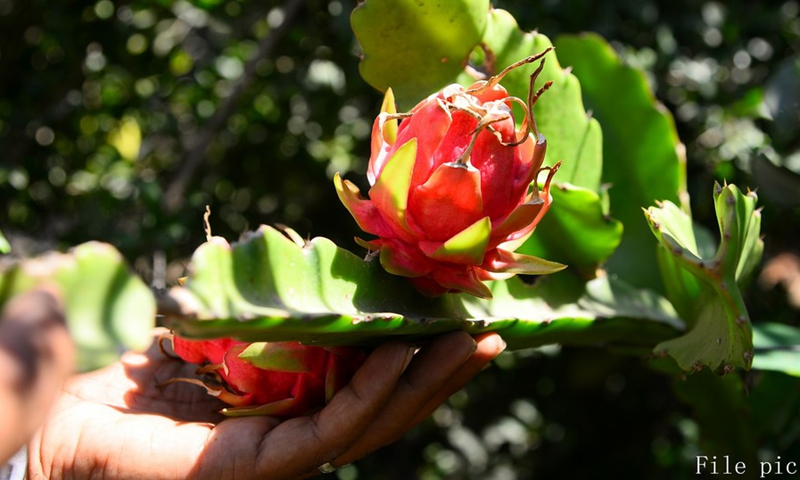 Palestinian farmer displays a pink dragon fruits or pitayas inside his farm, in the northern Gaza Strip town of Beit Hanoun, Sept. 21, 2019.(Photo: Xinhua)