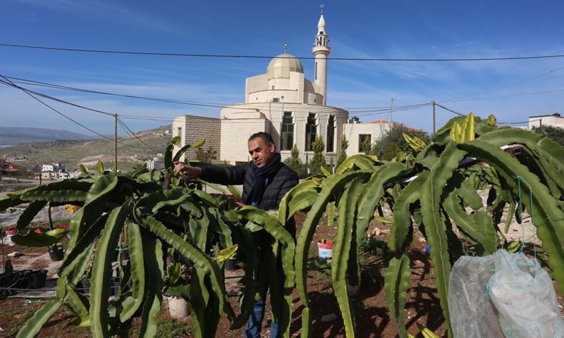 Palestinian farmer Munir Daraghma works at his Dragon fruit farm in the West Bank city of Tubas, on Jan. 12, 2022.(Photo: Xinhua)