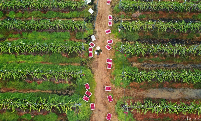 A farmer picks dragon fruits at an orchard in Dongfang, a city of South China's Hainan Province, March 6, 2020.(Photo: Xinhua)