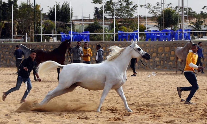 Egyptian breeders throw 1st beauty contest for Egyptian Arabian horses ...